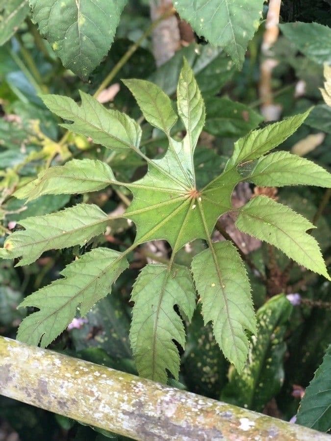 Trevesia palmata 12