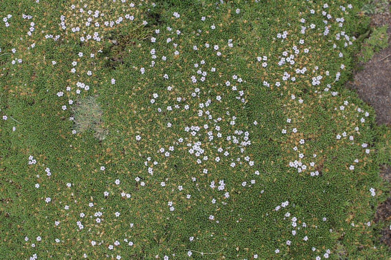 Junellia 10