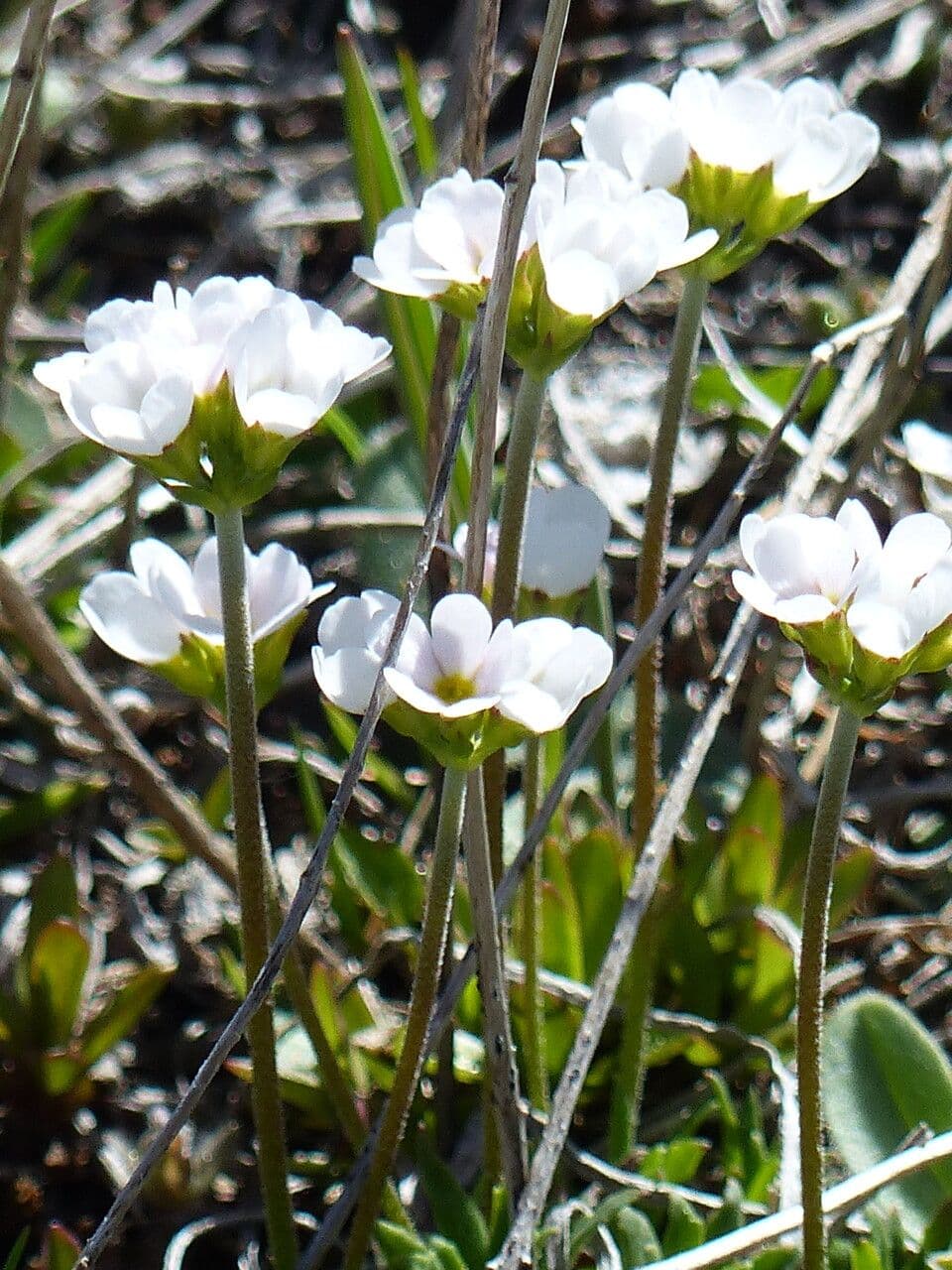 Androsace 19