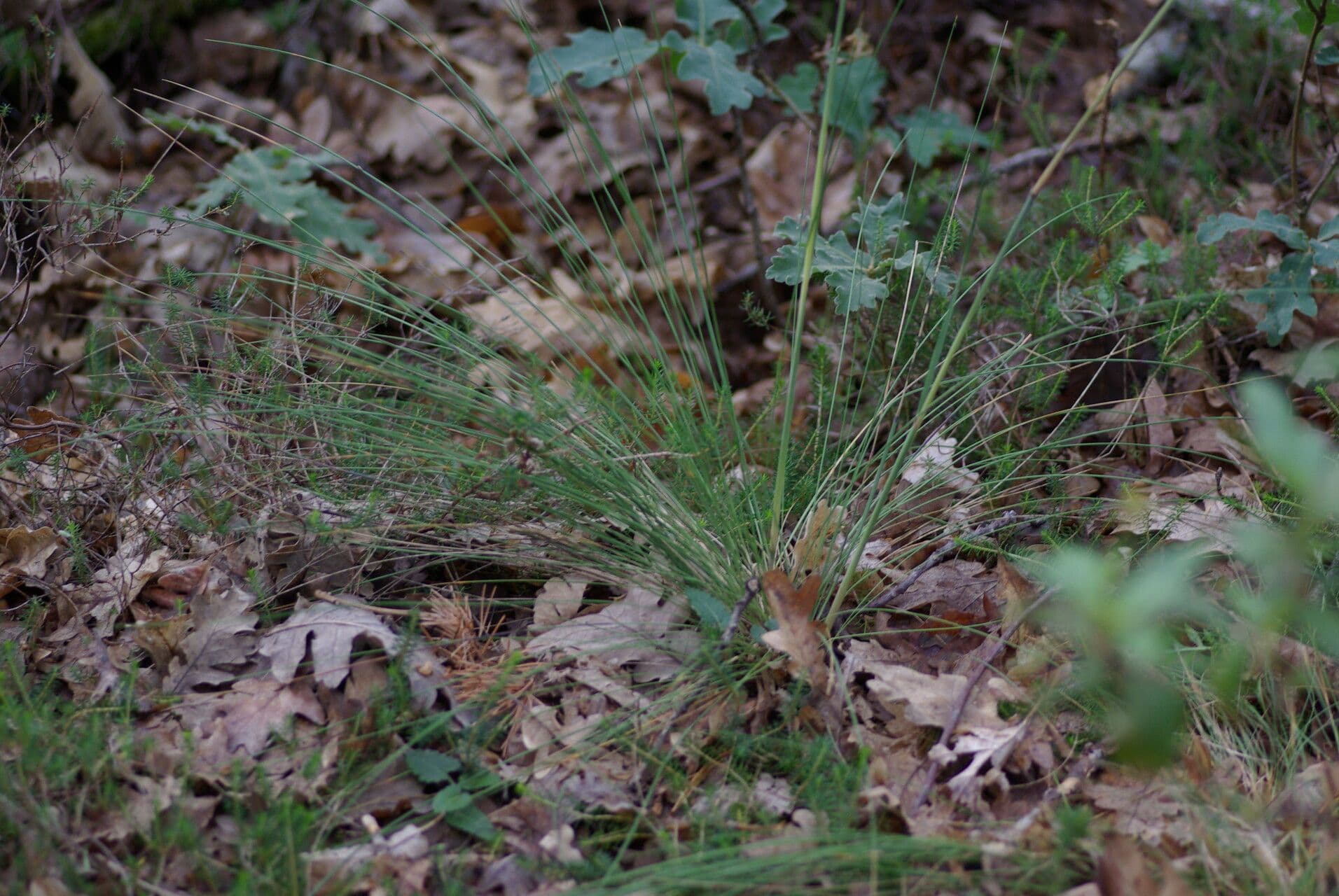 Fétuque paniculée 3