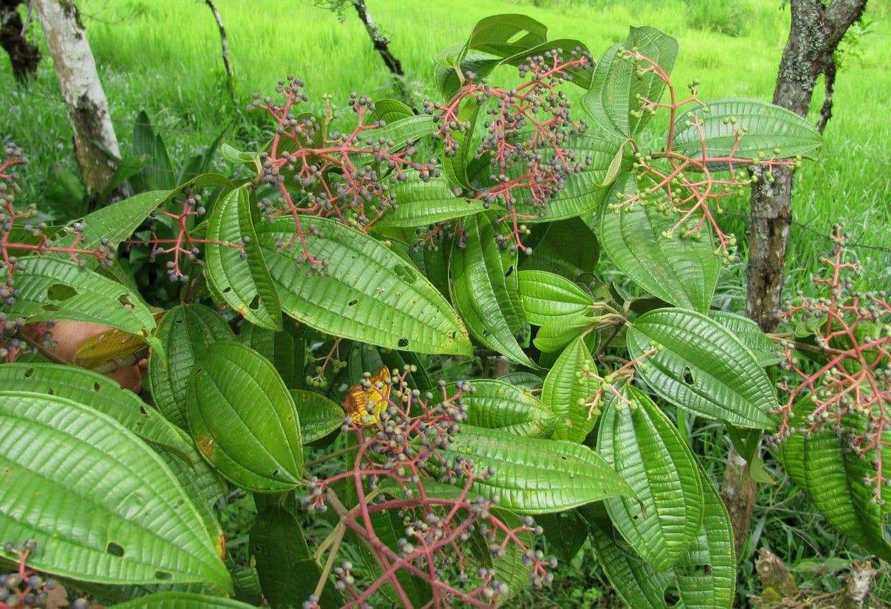 Miconia affine 13