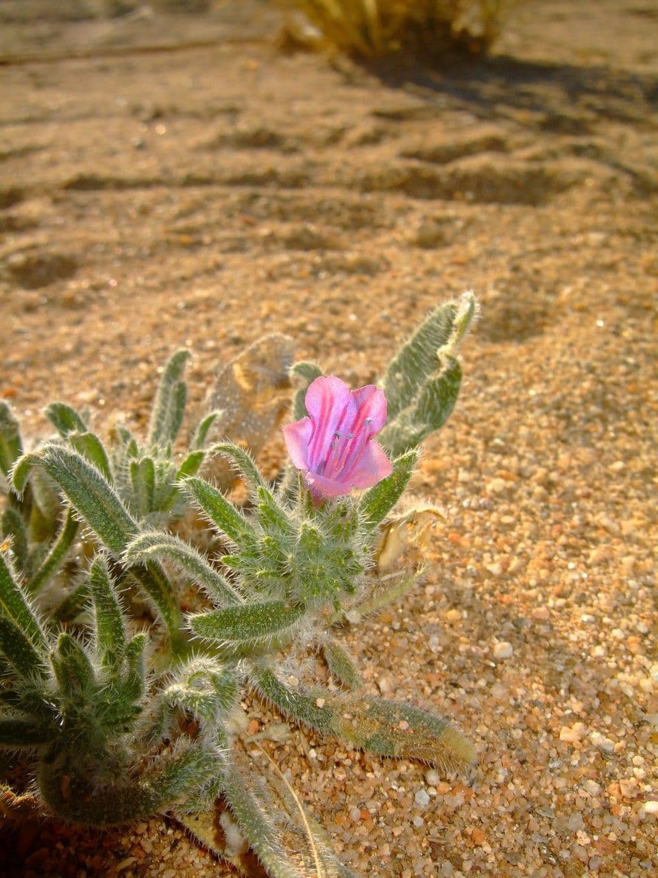 Echium humile 20