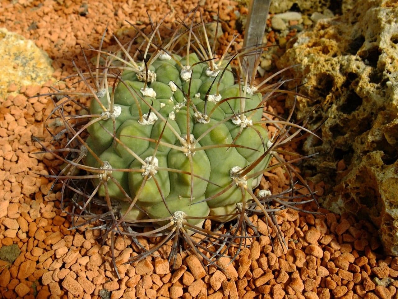 Gymnocalycium 11