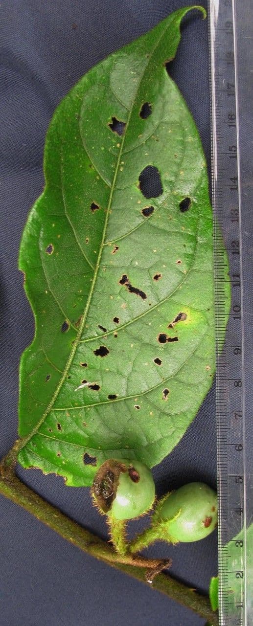 Solanum 15