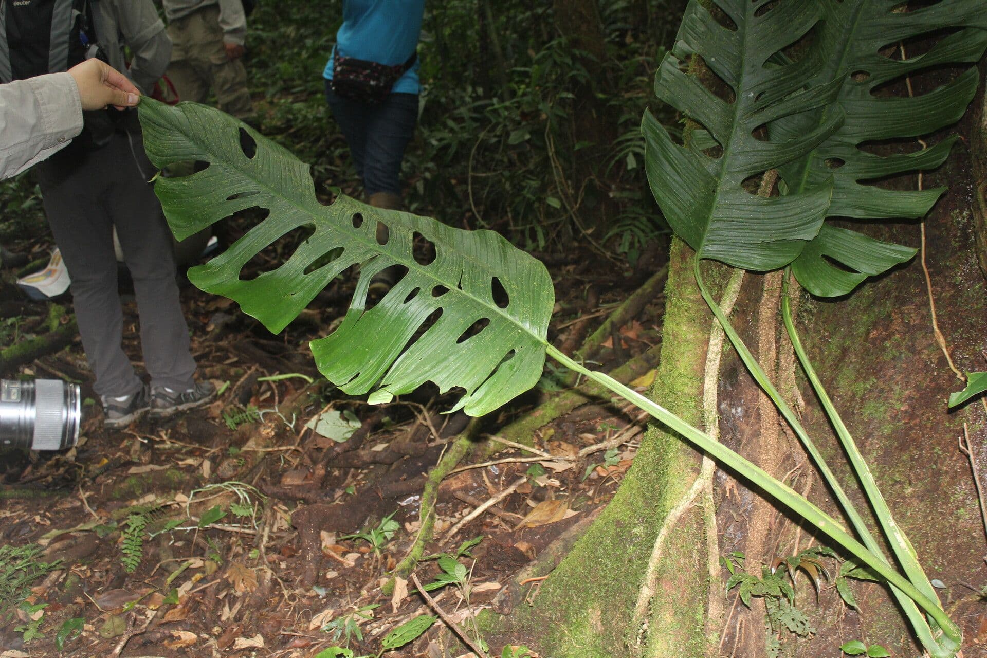 Berg-Monstera 5