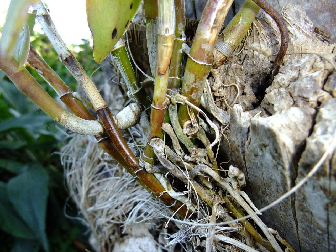 Epidendrum ibaguense 22