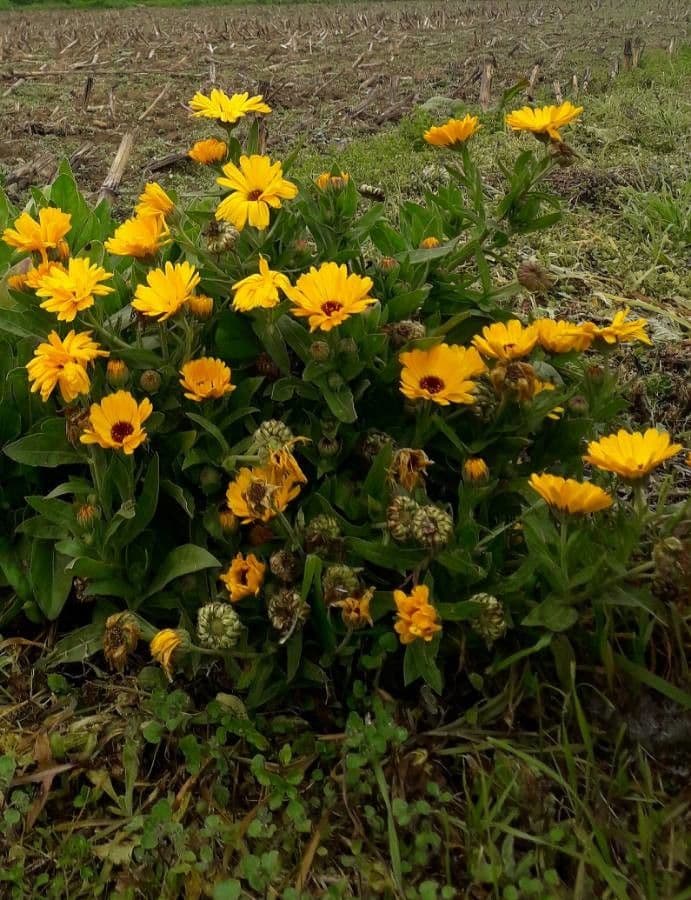Calendula 8