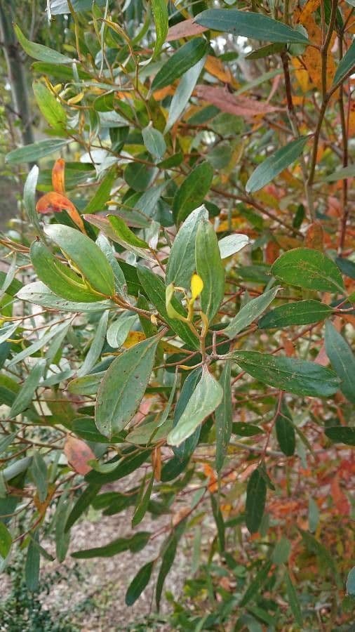 Lehmann-Eukalyptus 11