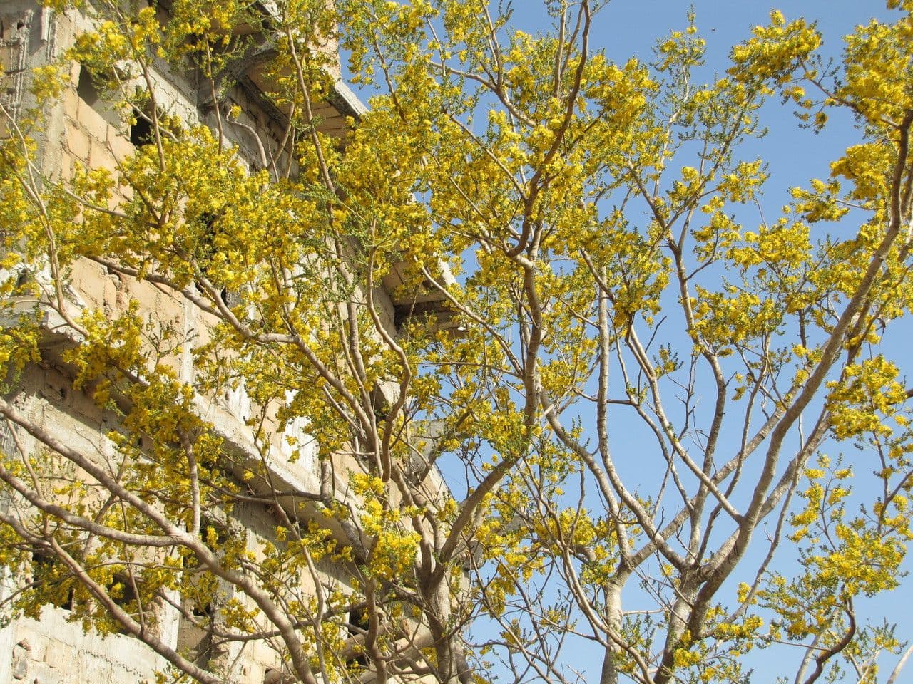 Pterocarpus erinaceus 7