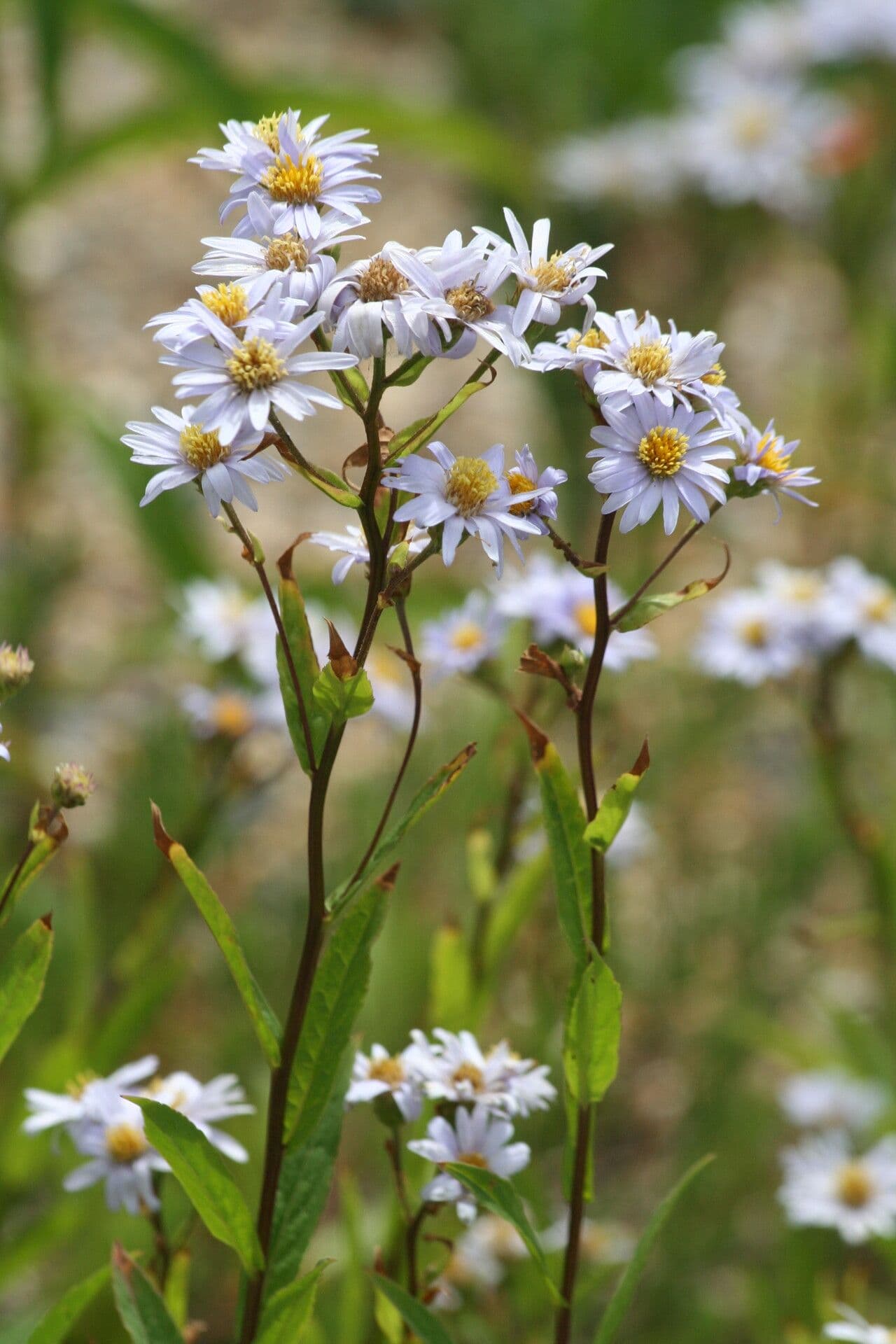 Aster ruvido basso