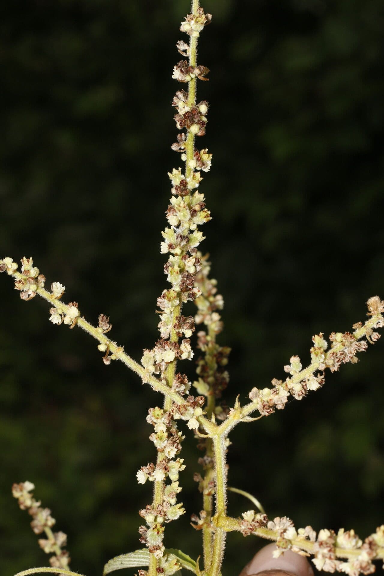 Gouania vellutata 7
