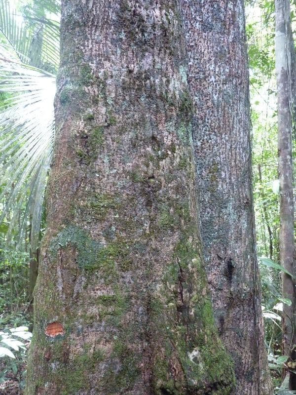 Ocotea tomentosa