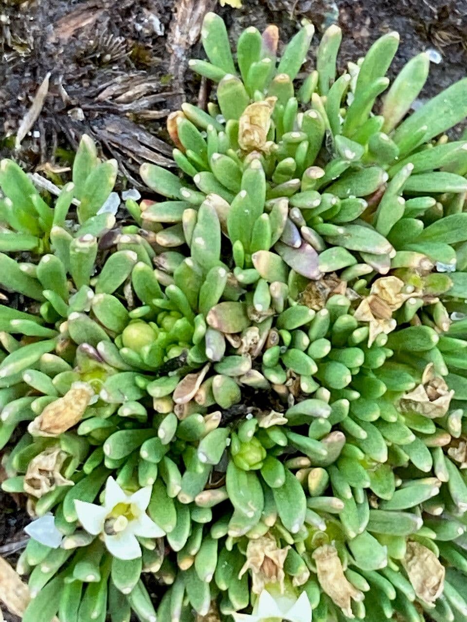 Lysipomia 10