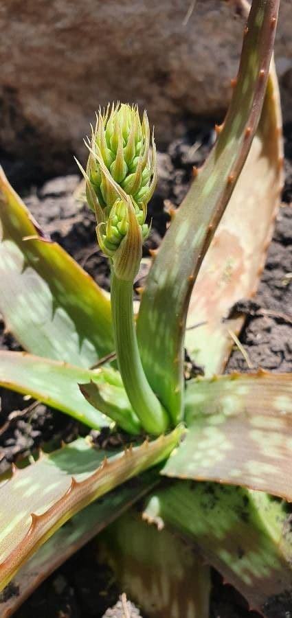 Aloe 22