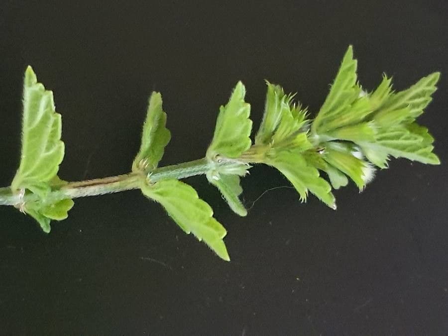 Leucas glabrata 14