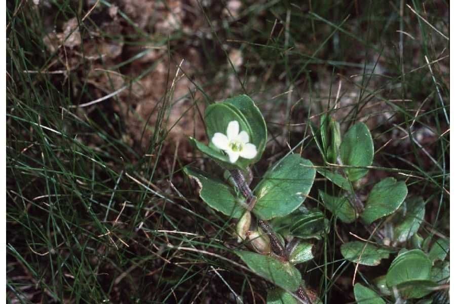 Bacopa okrouhlolistá 5