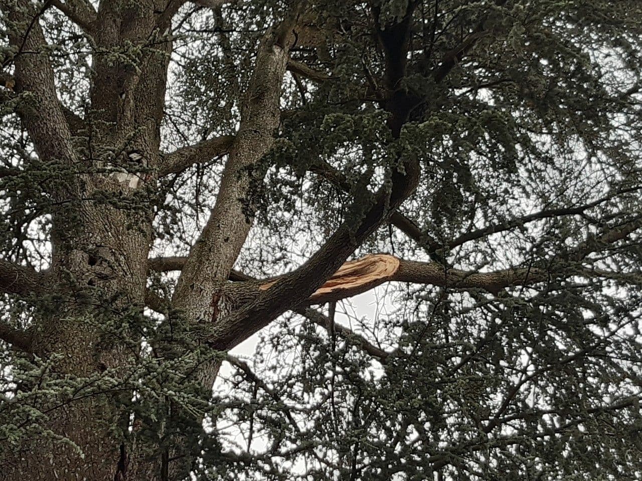 Cedro dell'Atlante 28
