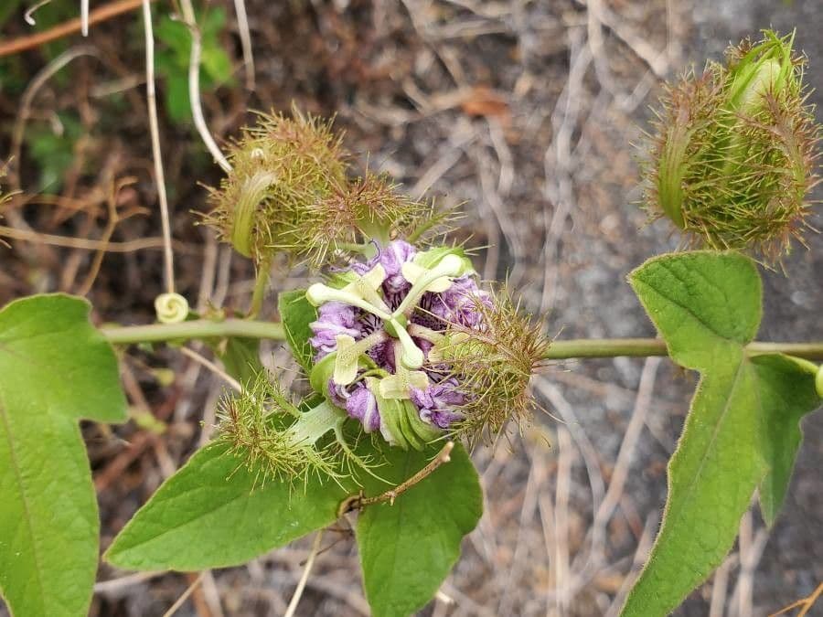 Passiflora 7