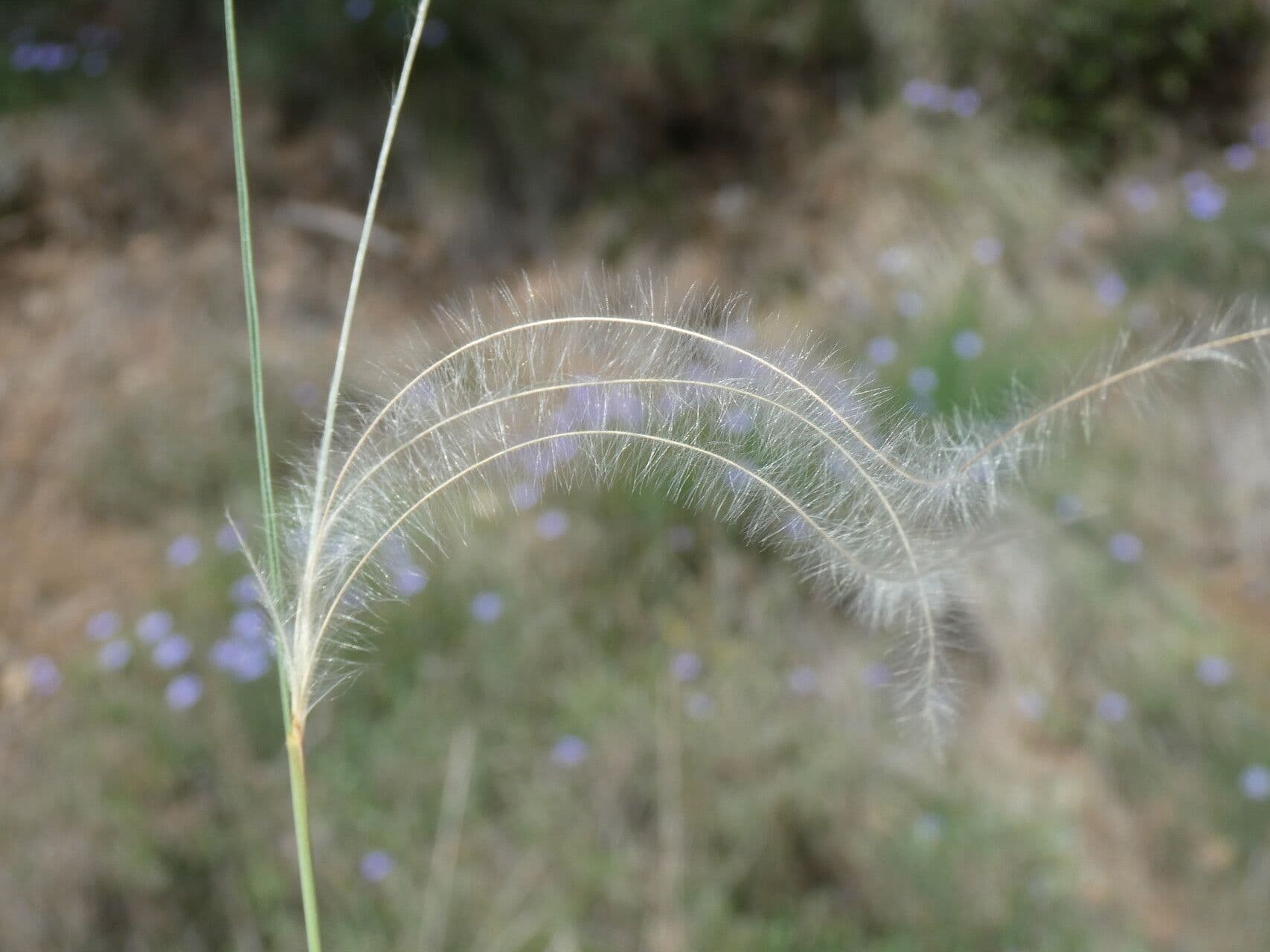 Estipa 5