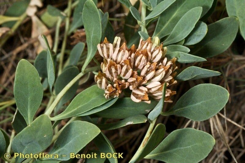 Telephium imperati 5