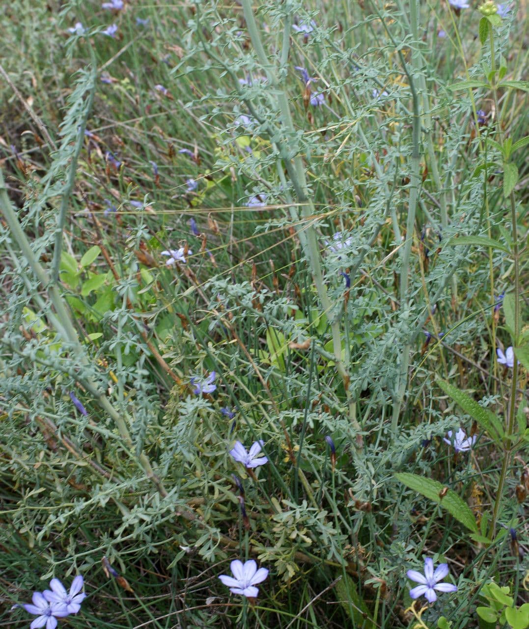 Ruta chalepska 14