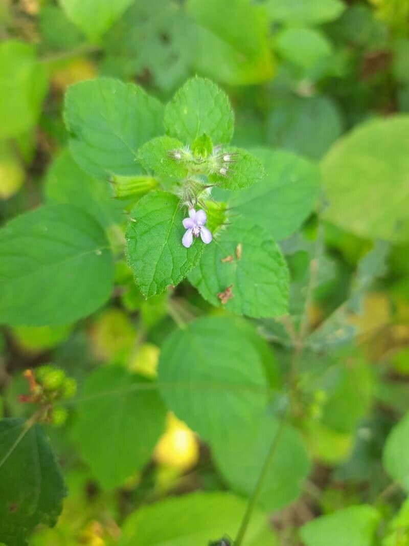 Hyptis 8