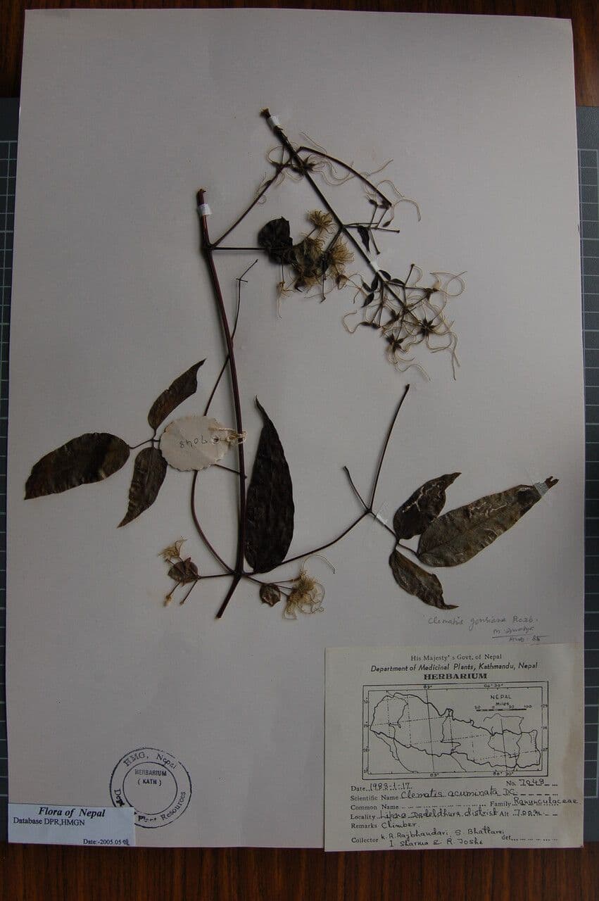 Clematis 5
