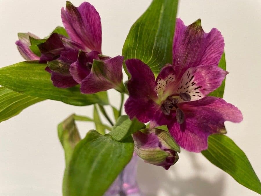 Alstroemeria aurea 19