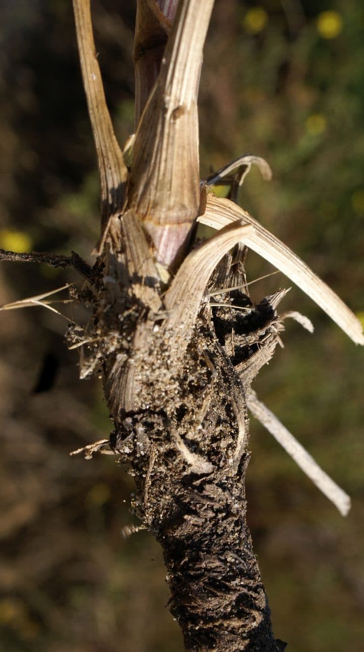 Echinophora spinosa 23