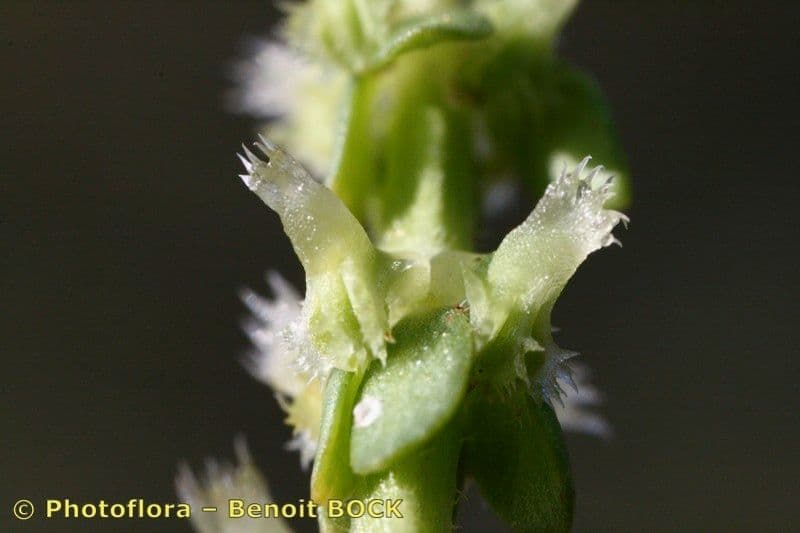 Valantia muralis 2