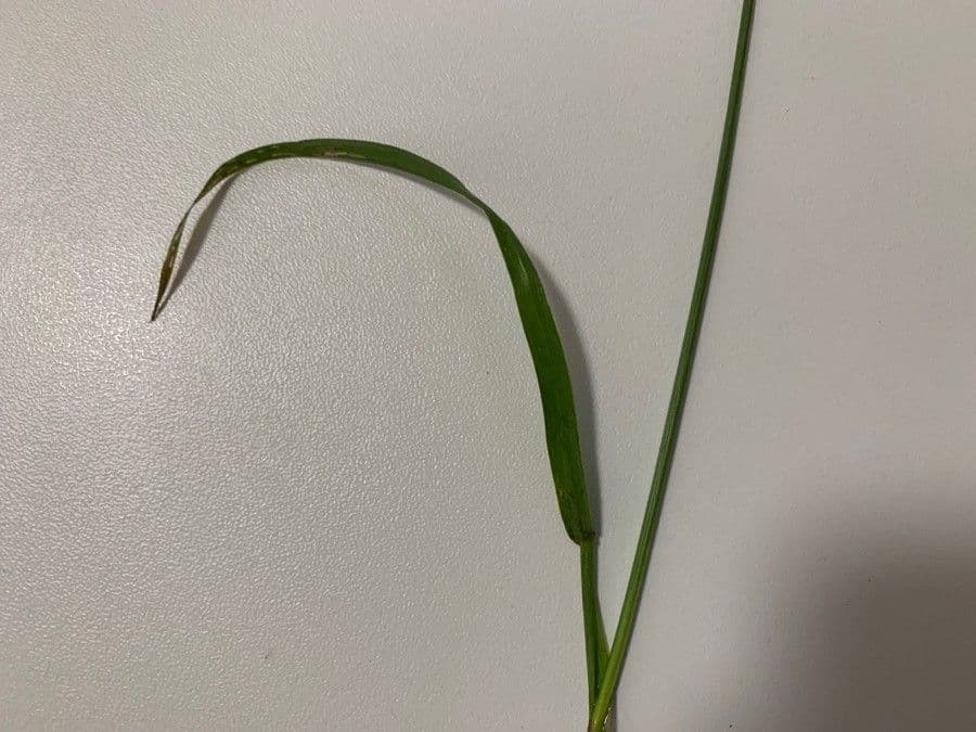 Festuca di Lachenal 19