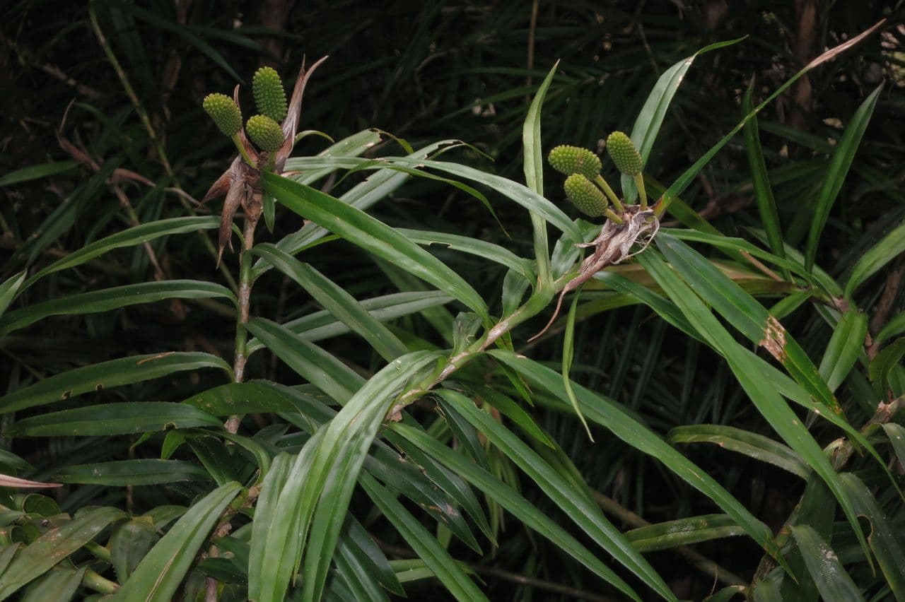 Freycinetia 9