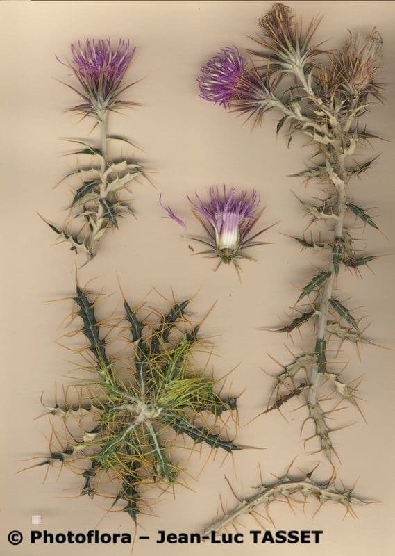 Ptilostemon 18