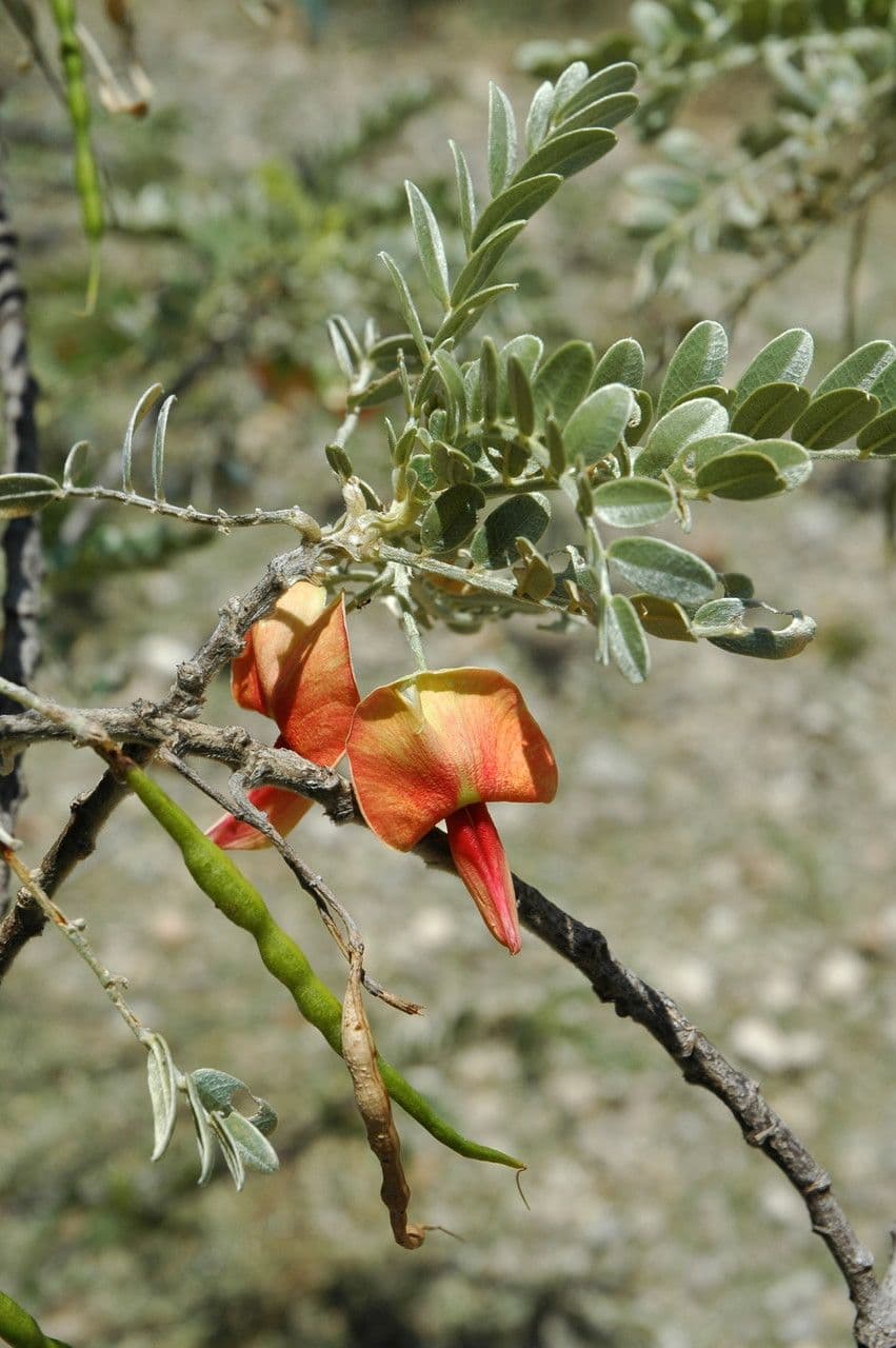Sesbania tomentosa