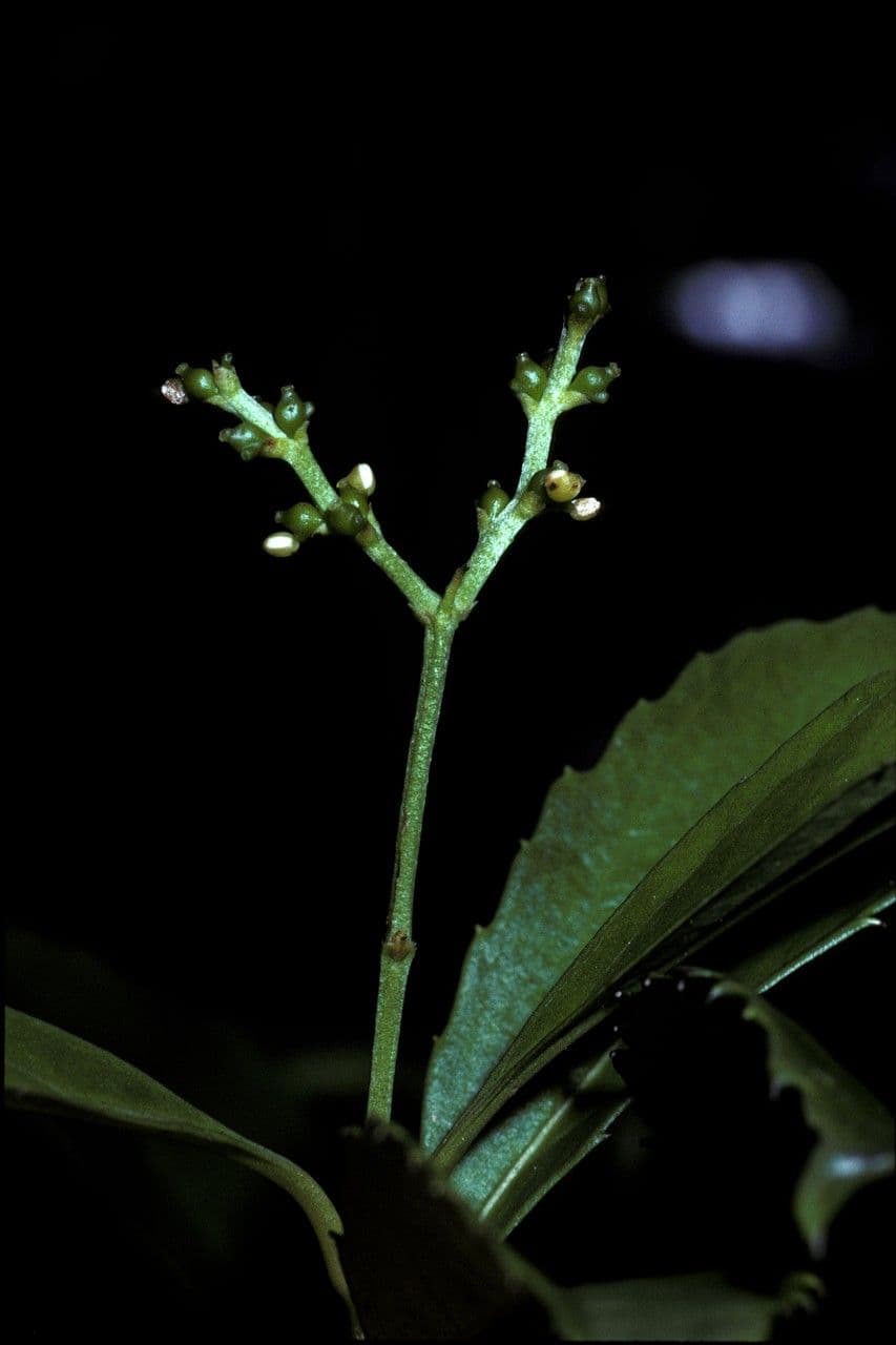 Chloranthus 2