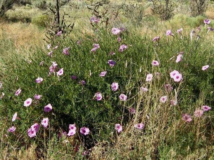 Ipomoea arbustiva 12