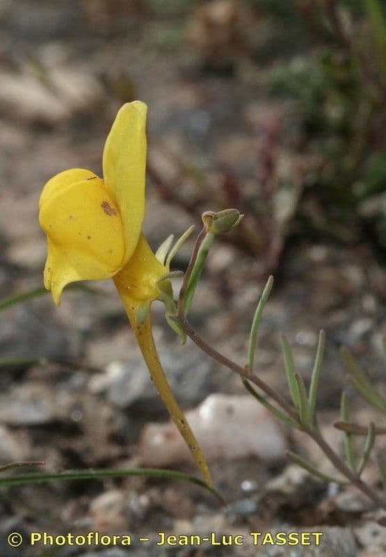 Linaria 3