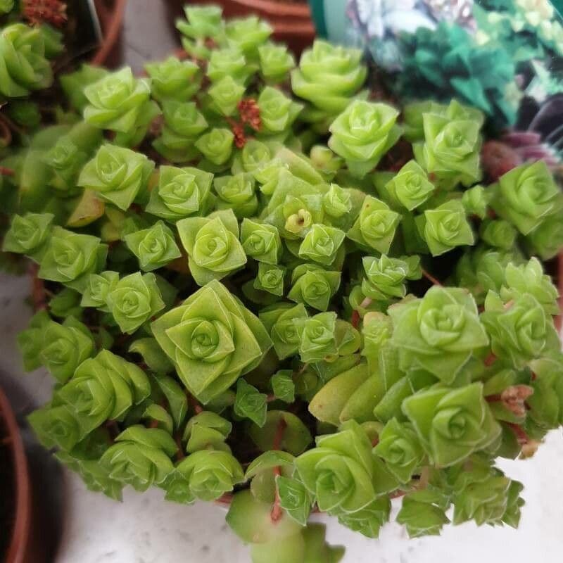 Crassula
