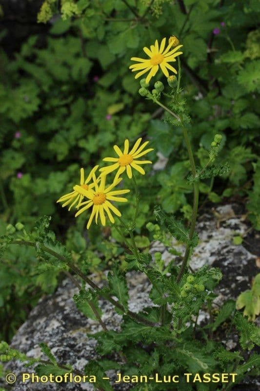 Senecio 2