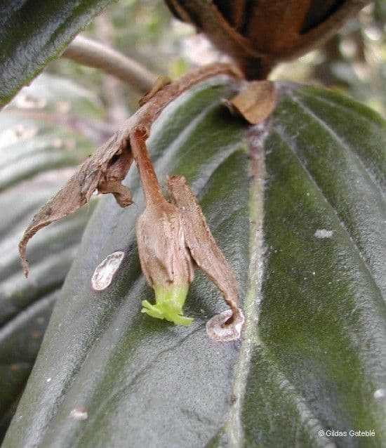 Coronanthera