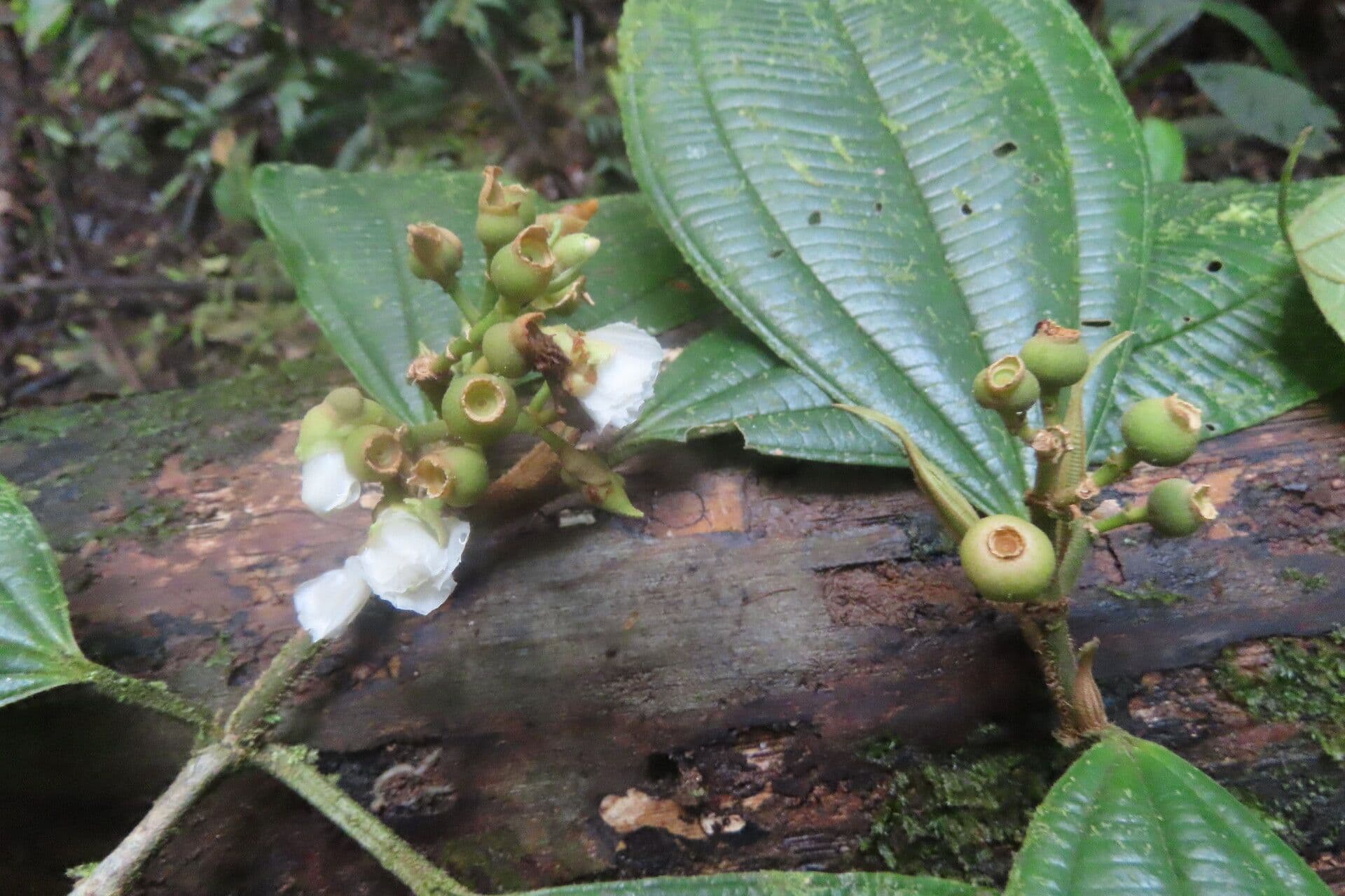 Miconia 4