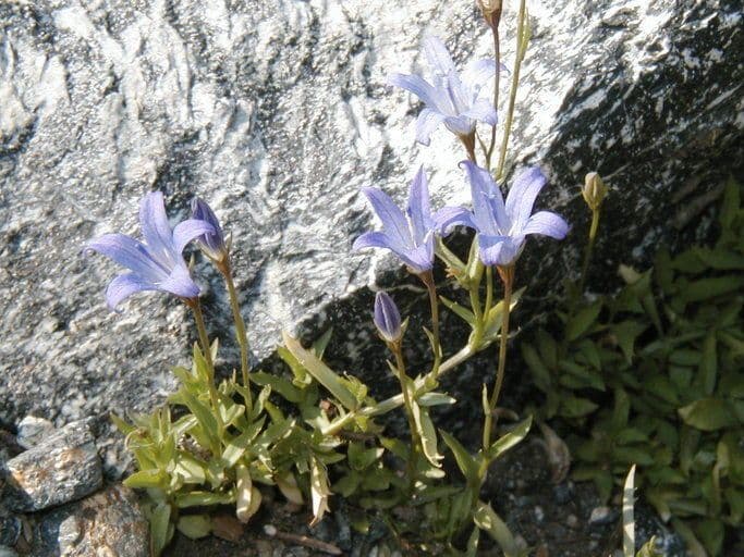 Campanula 6