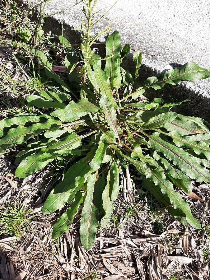 Radicchiella dolcigna 14