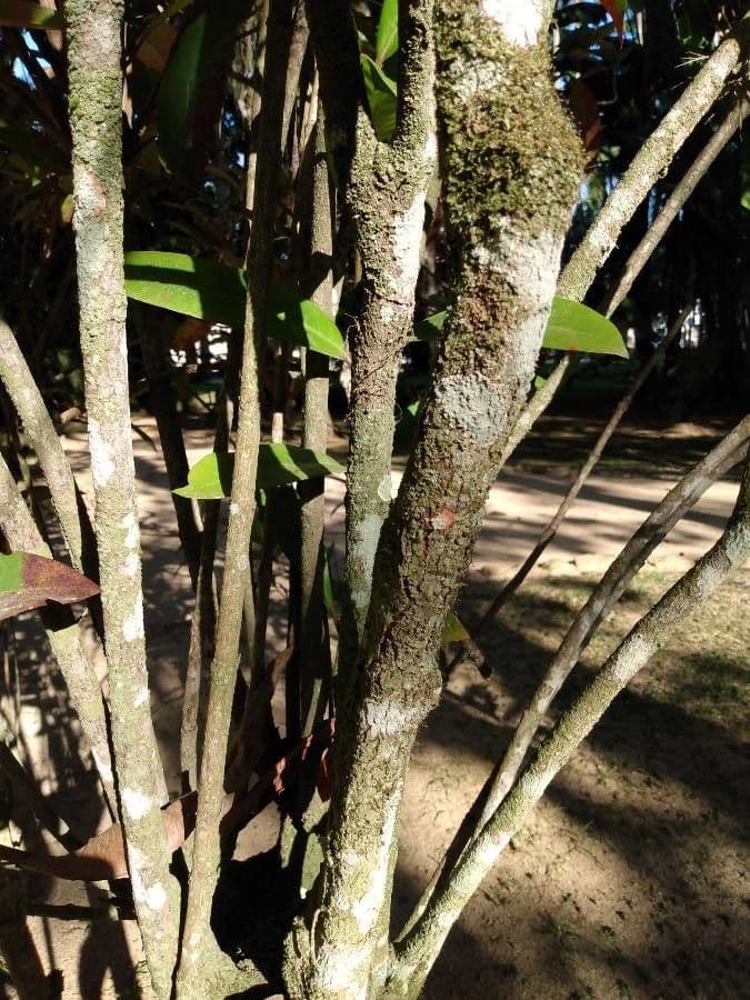 Ixora 2