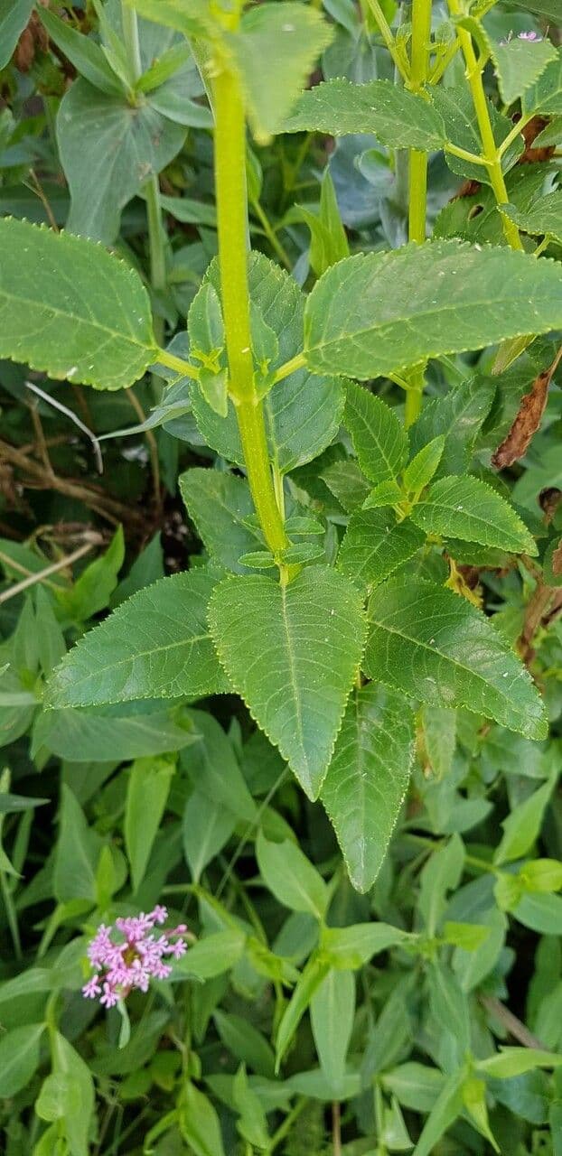 Phygelius 10