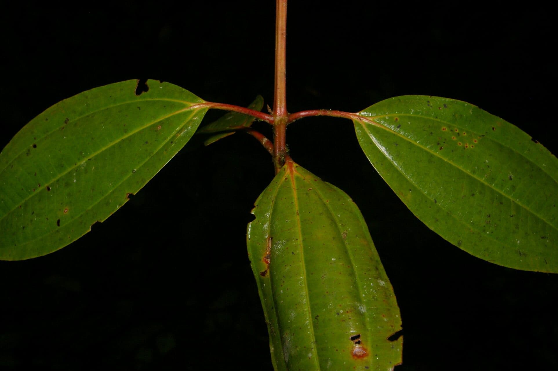 Miconia 9
