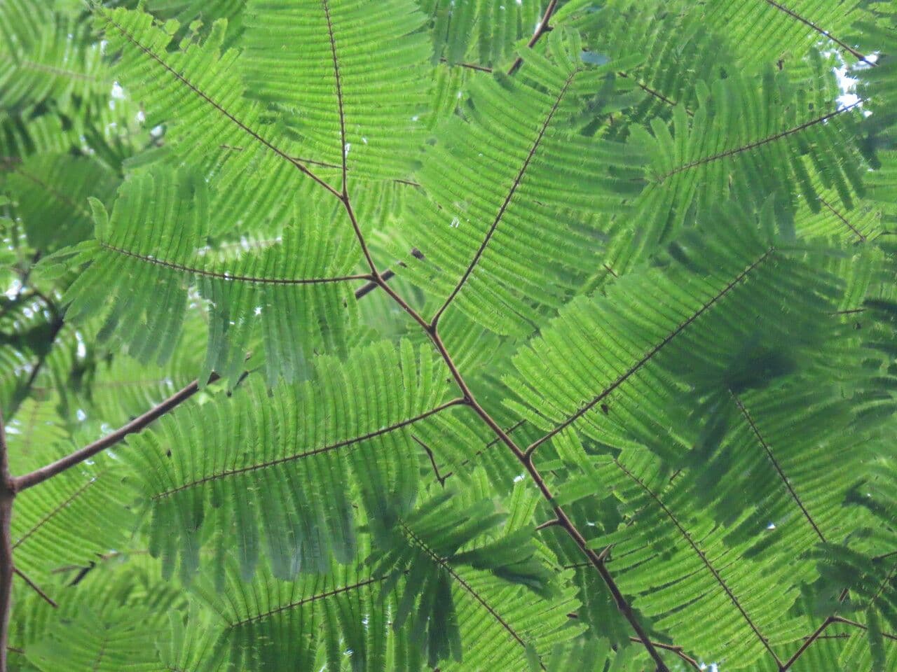 Enterolobium 7