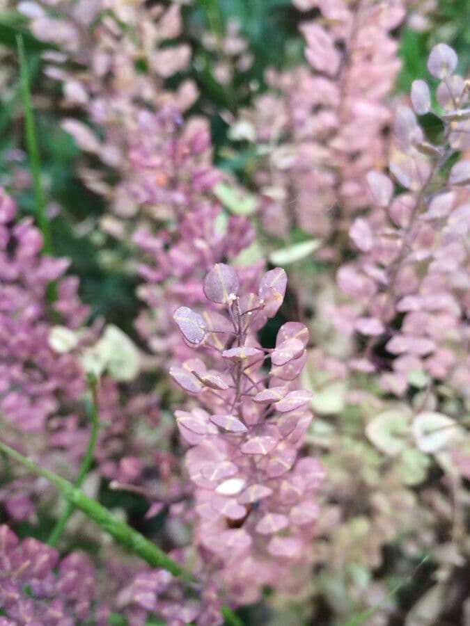 Lepidium perfoliatum 5