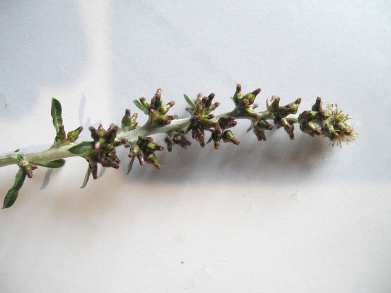 Gnaphalium americano 7