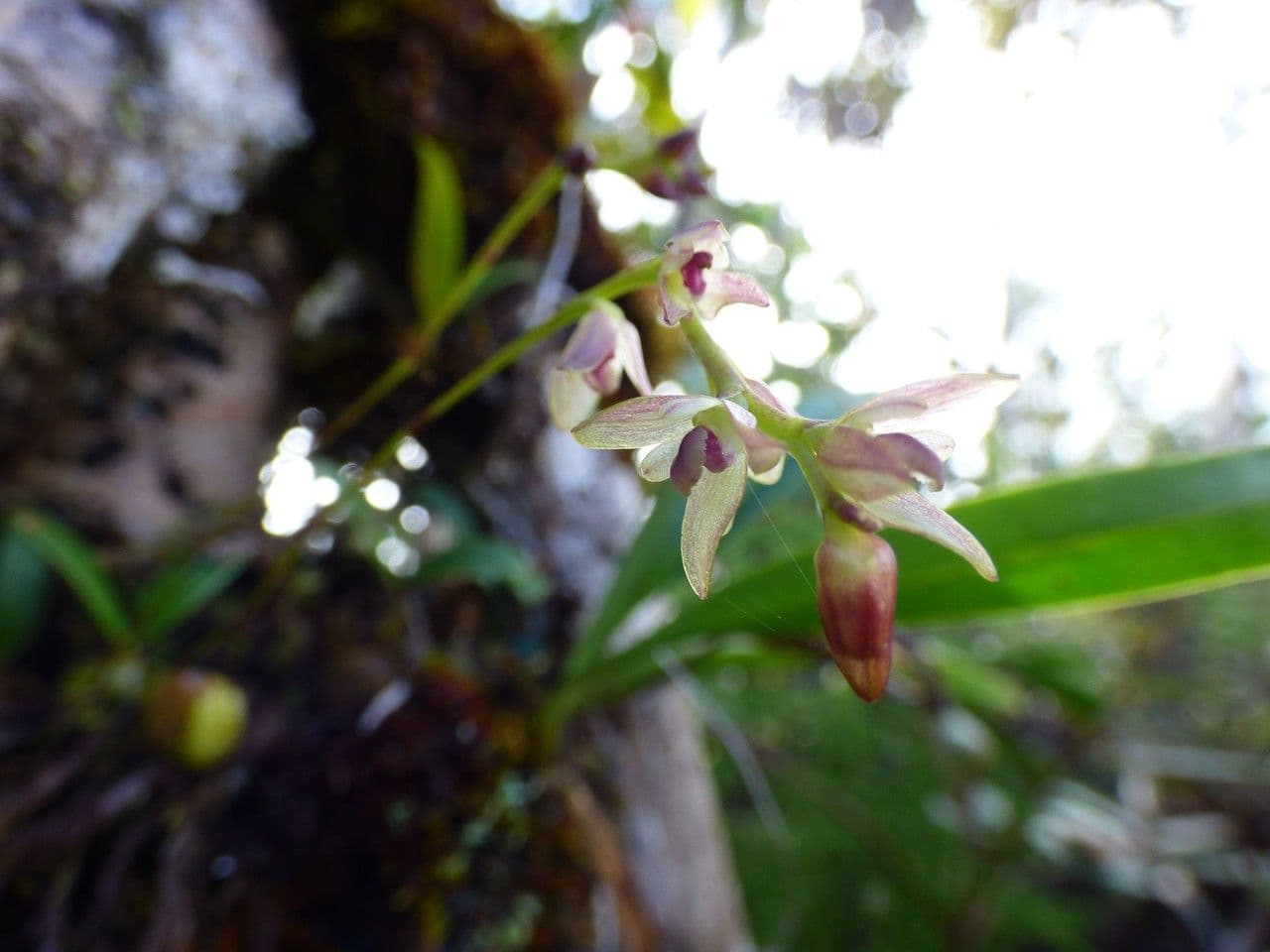 Bulbophyllum 3